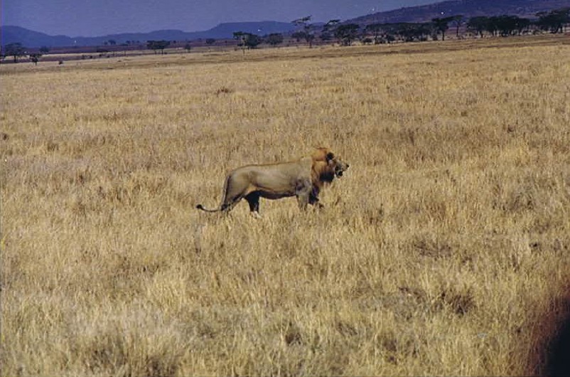 Tanzania_SerengetiNP_2002_Img0147