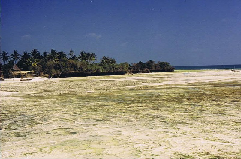 Zanzibar_Kizimkazi_2002_Img0068