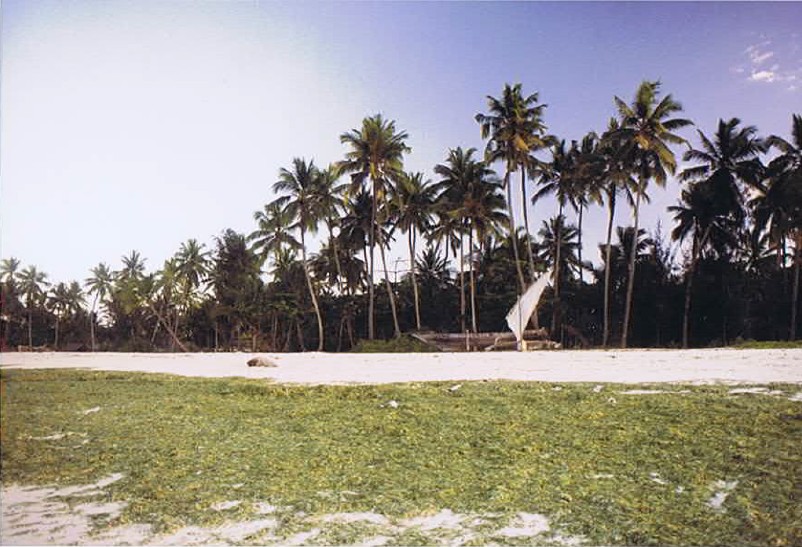 Zanzibar_Nungwe_2002_Img0101