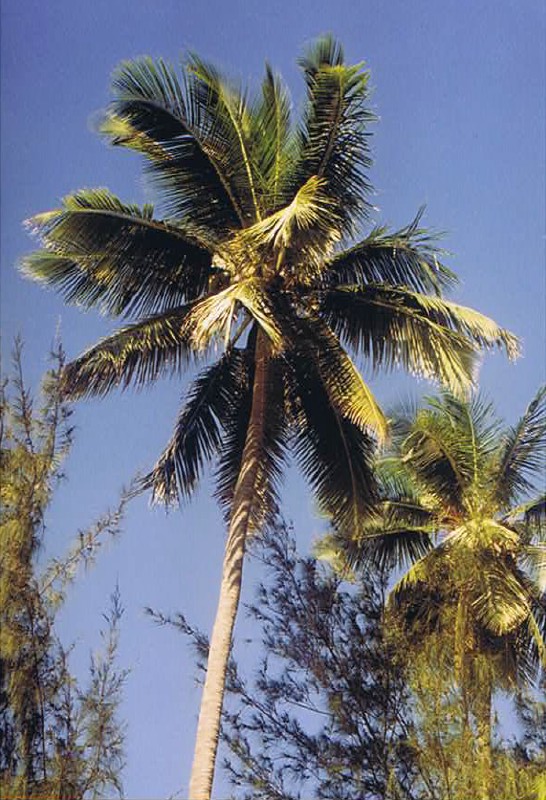 Zanzibar_Nungwe_2002_Img0136