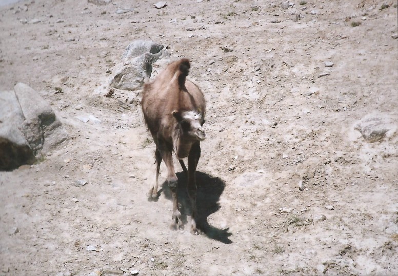 Xinjiang_KKH_2004_Img0075