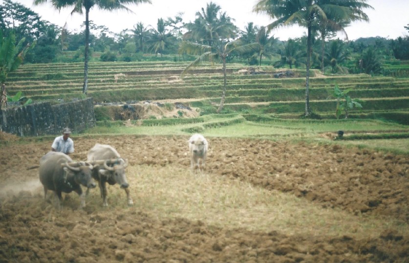 Indonesie_Baturaden_2003_Img0014