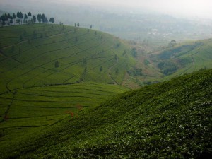 Uitzicht over de theeplantages vanaf de Puncak bergpas...