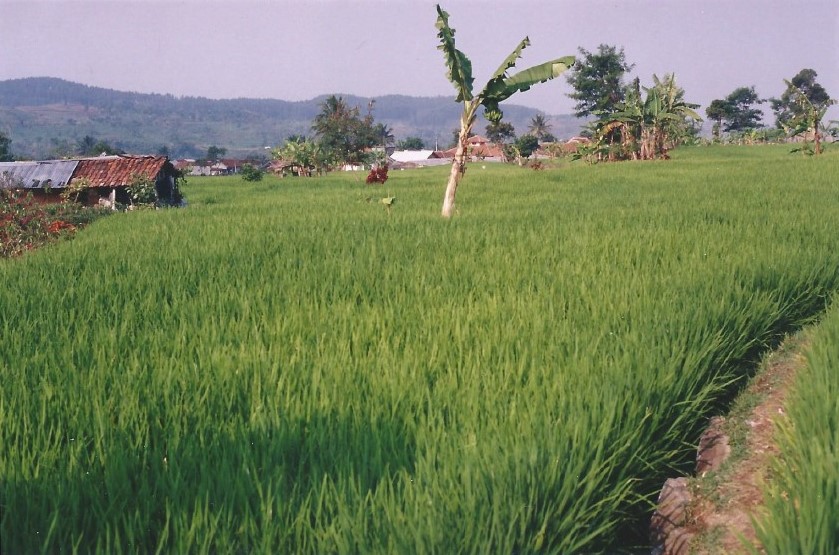 Indonesie_Bogor_2003_Img0020