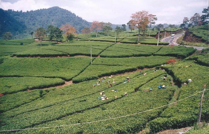 Indonesie_TankubanPerahu_2003_Img0020