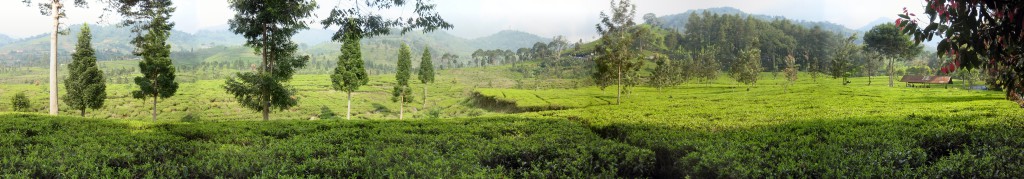 Tea_fields_-_Puncak_Pass_-_Indonesia_-_Wide