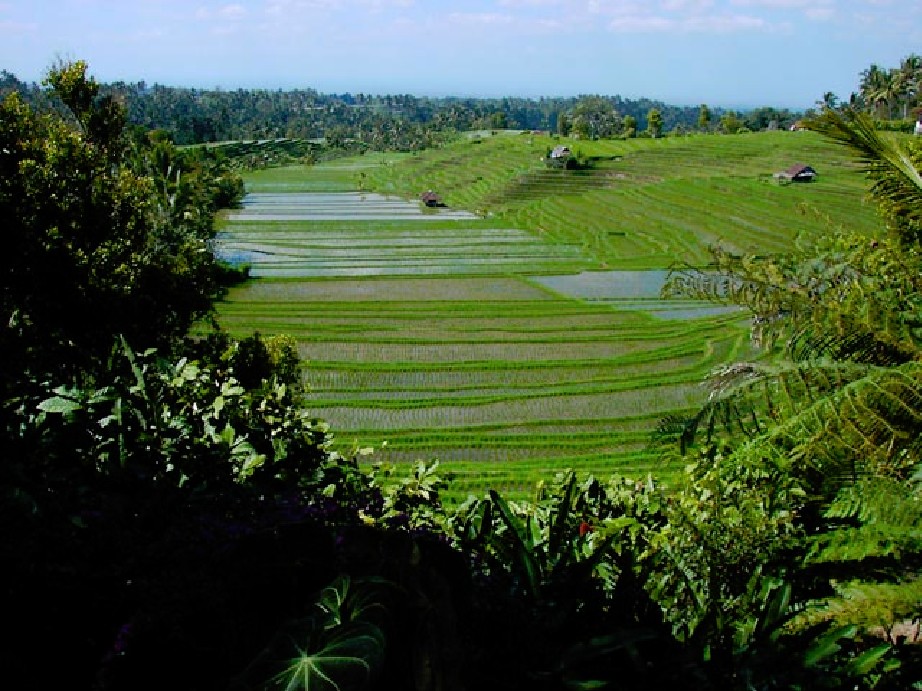 Indonesie_Noord Midden Bali_2003_Img0009a