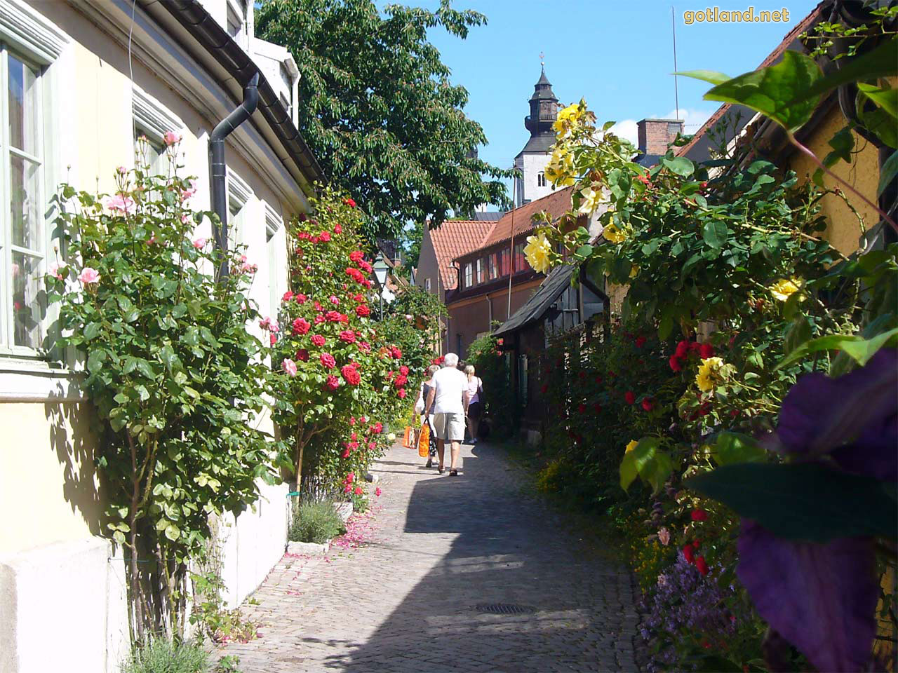 rosor-visby-07-1280