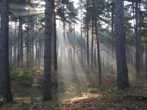 Bossen bij Kasterlee...