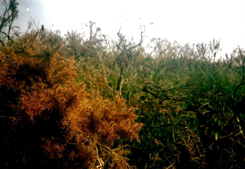 Schotland_Ullapool_1990_Img0010