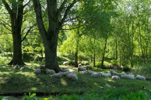 Schaapskudde in het park...