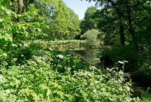 Vijver aan de Bovenste Molen...