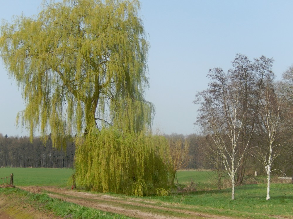 Diepenveen_Rande_Kuierroute_0023