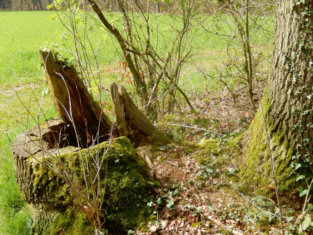 Diepenveen_Rande_Kuierroute_0034