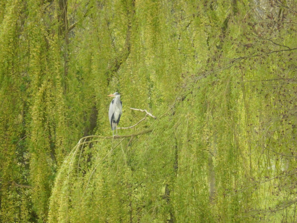 Diepenveen_Rande_Kuierroute_0097