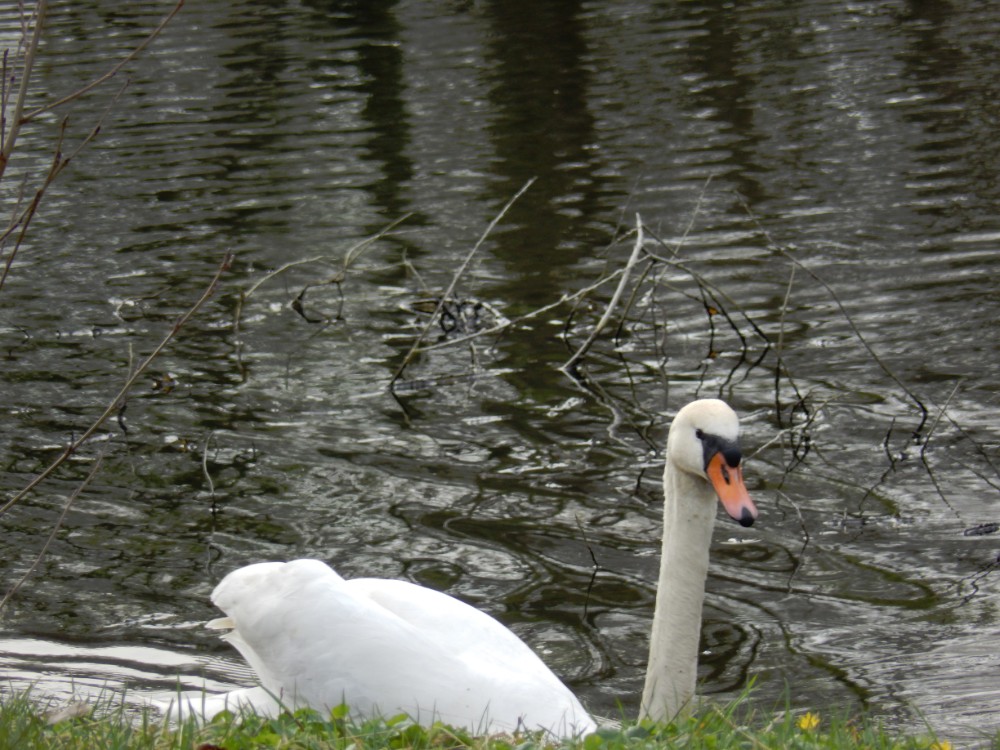 Diepenveen_Rande_Kuierroute_0098