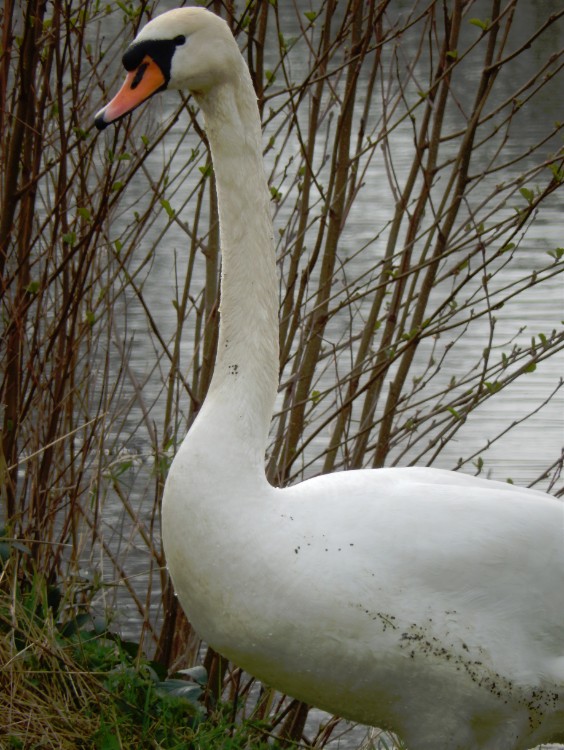 Diepenveen_Rande_Kuierroute_0099