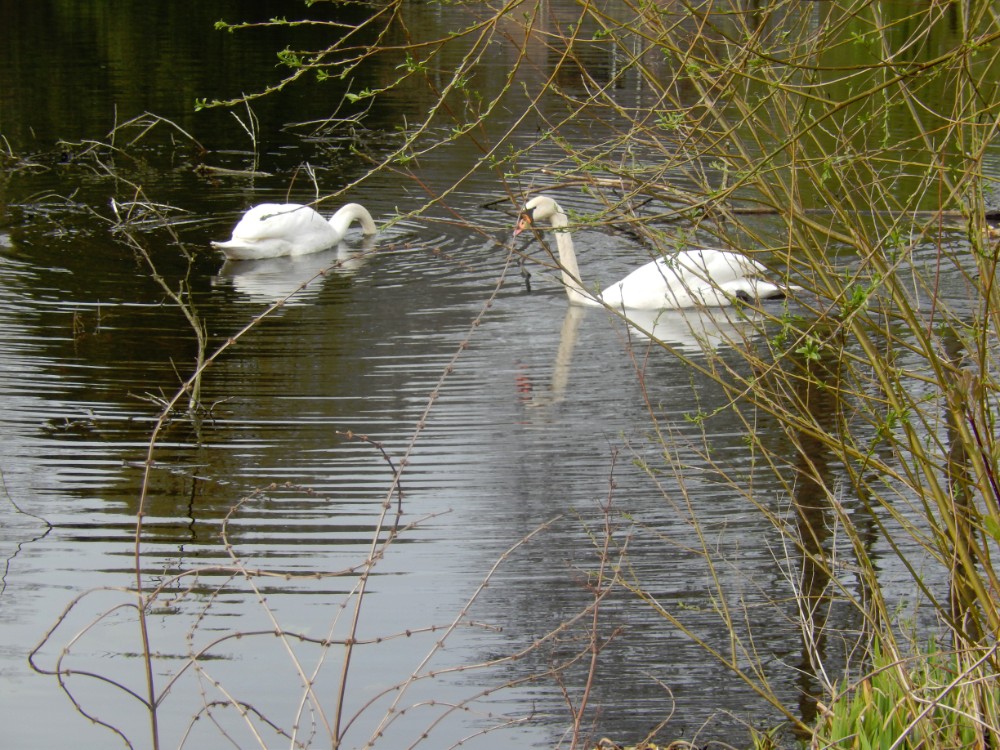 Diepenveen_Rande_Kuierroute_0104