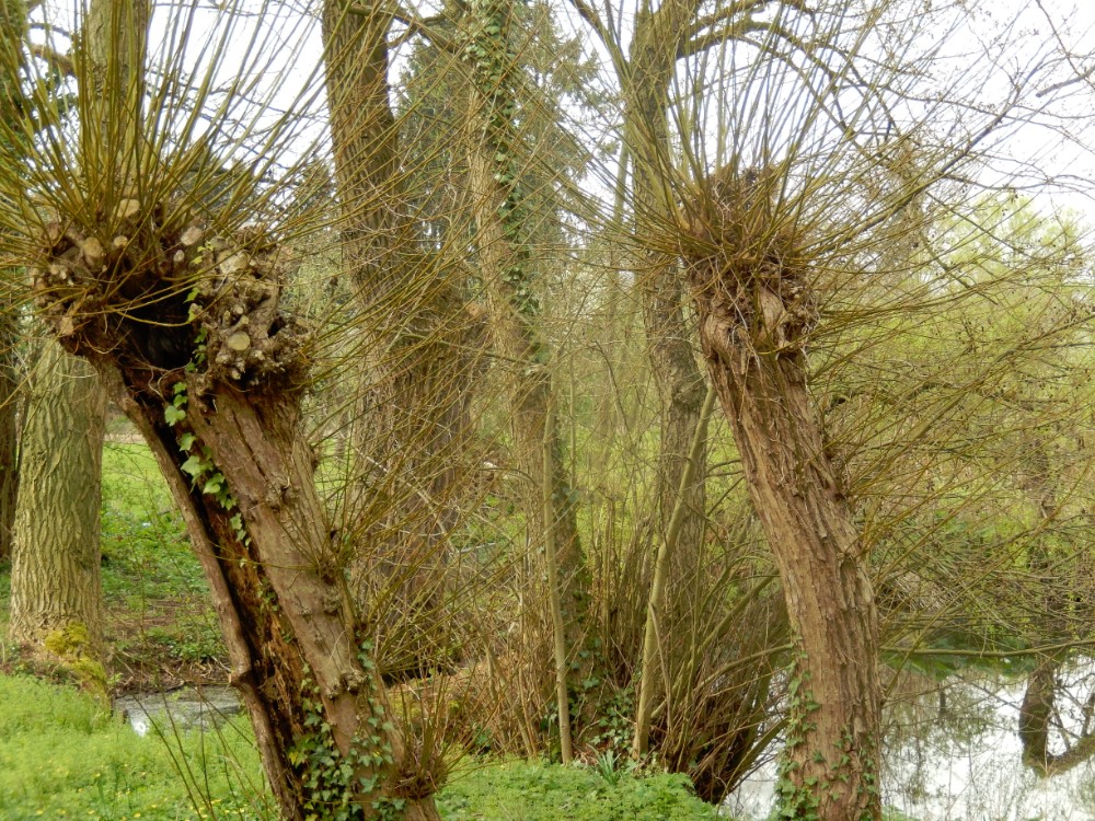 Diepenveen_Rande_Kuierroute_0111