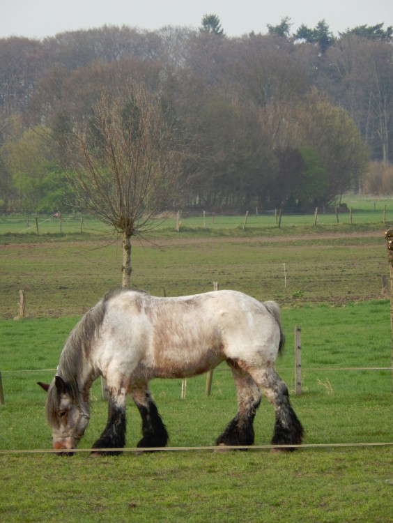 Diepenveen_Rande_Kuierroute_0164