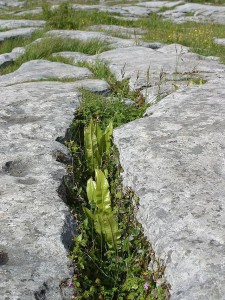 Alpine Flora in the cracks...