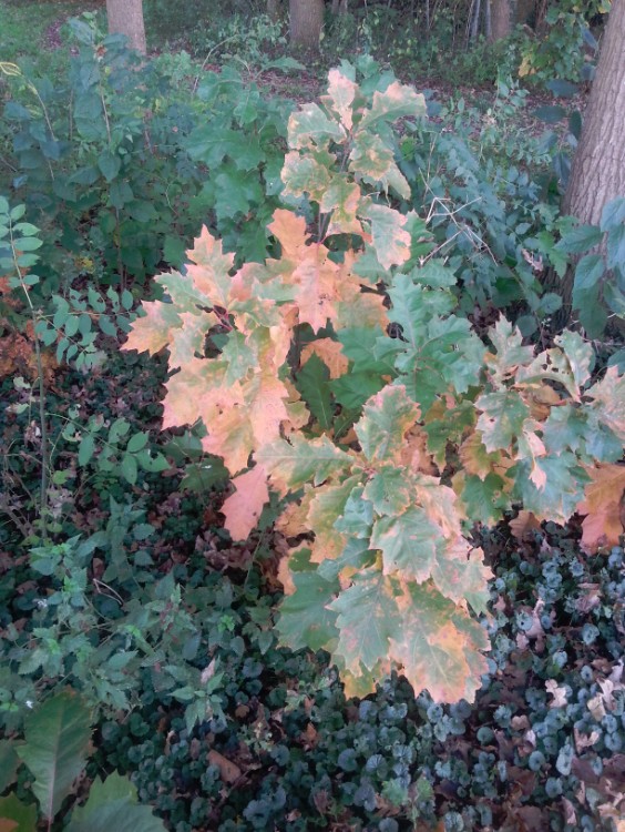 IndianSummer_Deventer_235