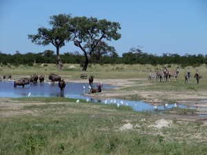 "Gnus zebras chobe national park" by Gorgo - Photo taken by author. Licensed under Public Domain via Wikimedia Commons - https://commons.wikimedia.org/wiki/File:Gnus_zebras_chobe_national_park.jpg#/media/File:Gnus_zebras_chobe_national_park.jpg