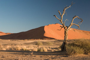 "Thorn Tree Sossusvlei Namib Desert Namibia Luca Galuzzi 2004a" by Luca Galuzzi (Lucag) - Photo taken by (Luca Galuzzi) * http://www.galuzzi.it. Licensed under CC BY-SA 2.5 via Wikimedia Commons - https://commons.wikimedia.org/wiki/File:Thorn_Tree_Sossusvlei_Namib_Desert_Namibia_Luca_Galuzzi_2004a.JPG#/media/File:Thorn_Tree_Sossusvlei_Namib_Desert_Namibia_Luca_Galuzzi_2004a.JPG