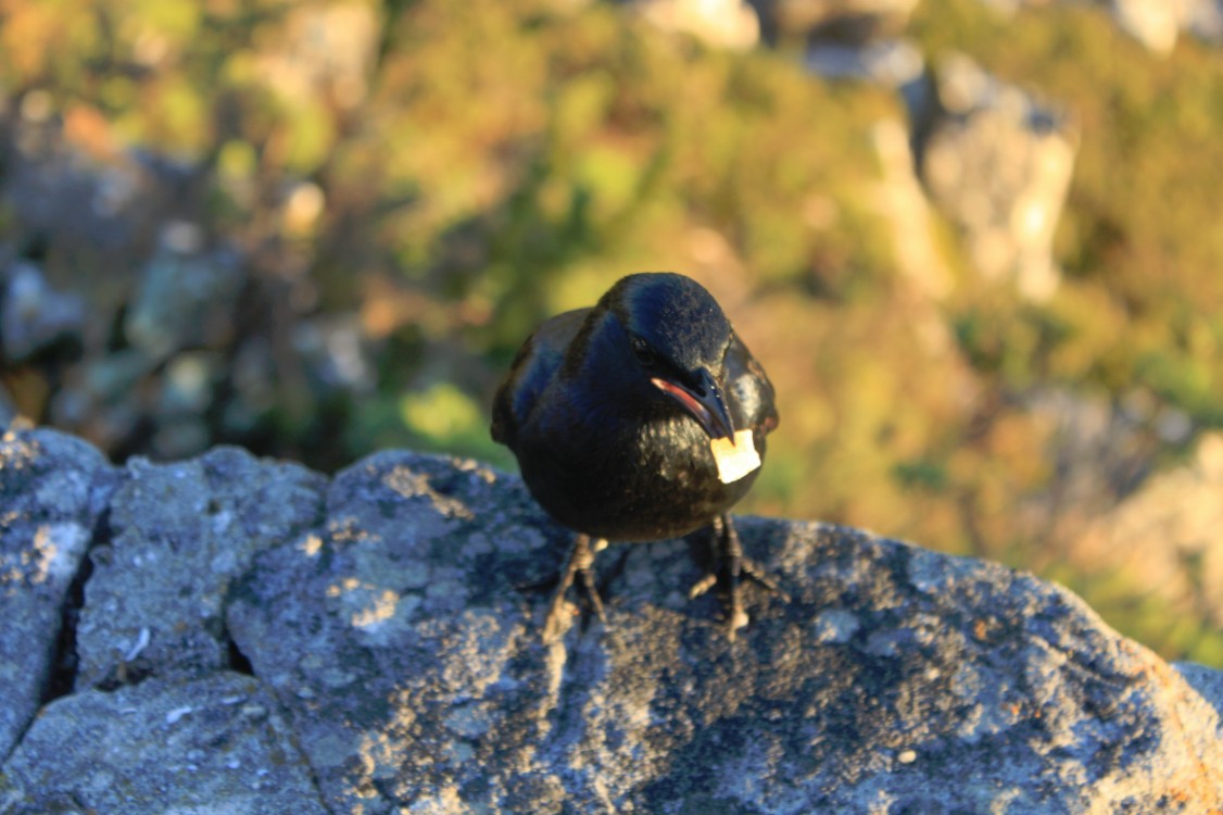 ZuidAfrika_Kaapstad_Tafelberg_2015_Img0047