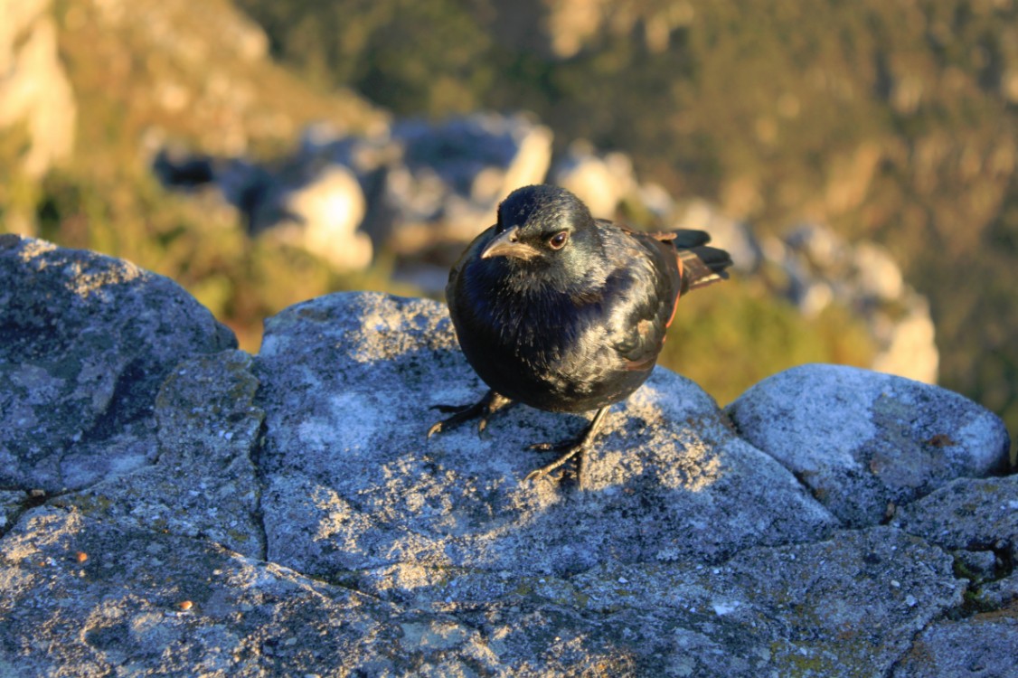 ZuidAfrika_Kaapstad_Tafelberg_2015_Img0049