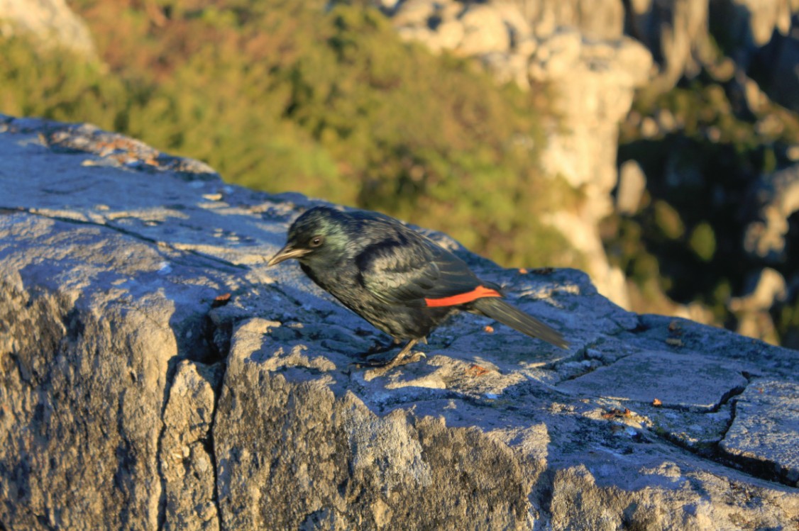 ZuidAfrika_Kaapstad_Tafelberg_2015_Img0051