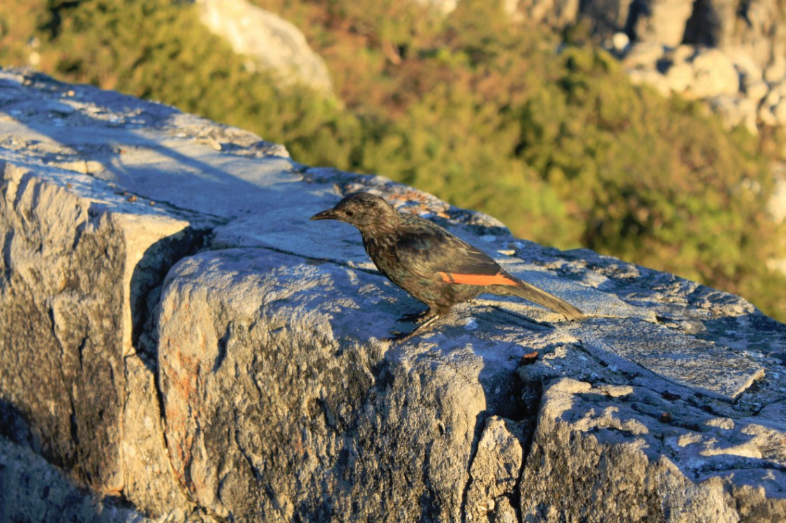 ZuidAfrika_Kaapstad_Tafelberg_2015_Img0052