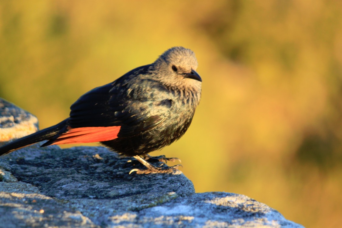 ZuidAfrika_Kaapstad_Tafelberg_2015_Img0056