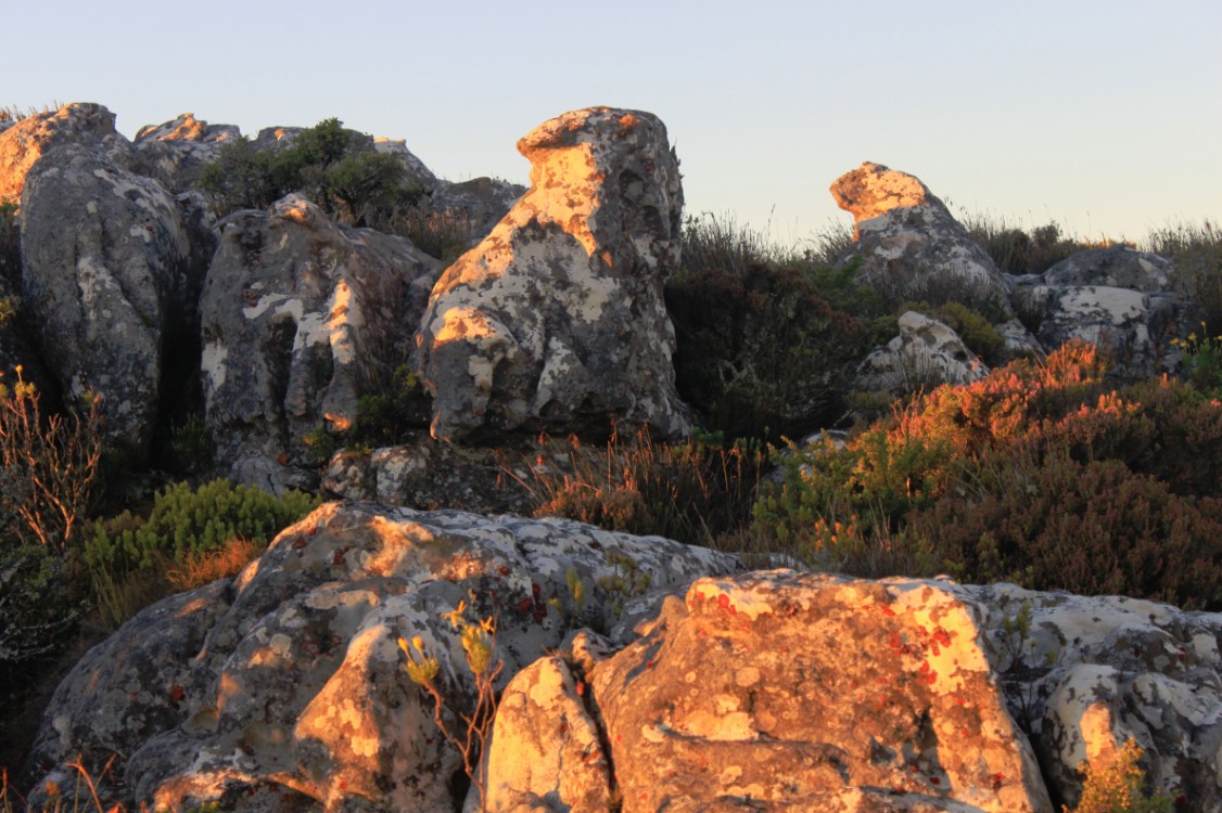 ZuidAfrika_Kaapstad_Tafelberg_2015_Img0066