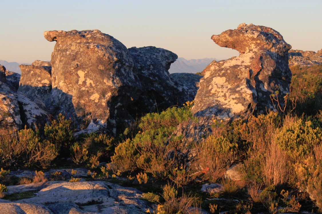 ZuidAfrika_Kaapstad_Tafelberg_2015_Img0067