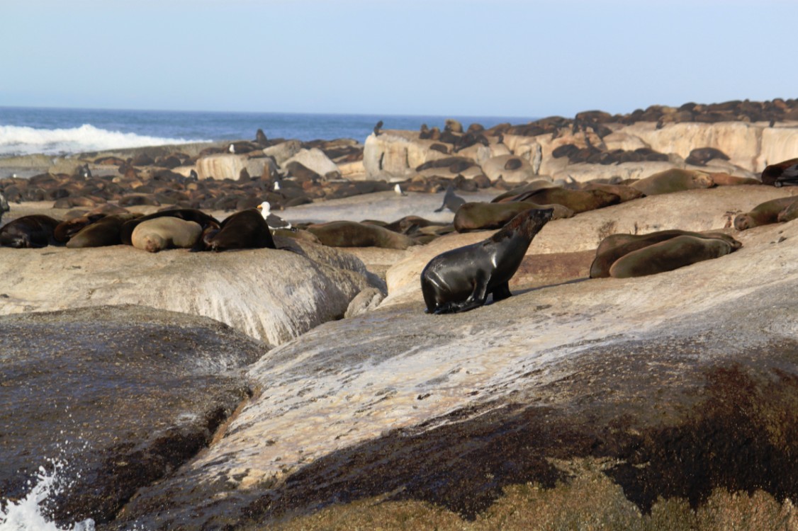 ZuidAfrika_Kaapstad_Kaap_2015_Img0042