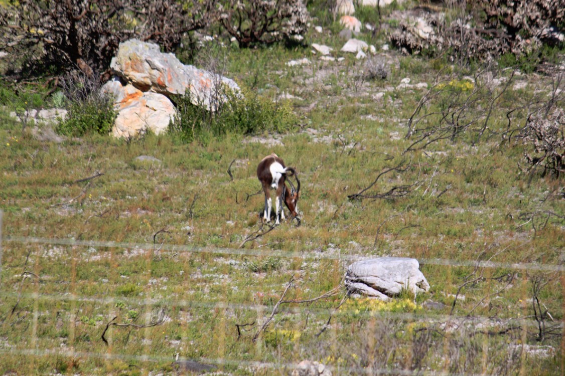 ZuidAfrika_Kaapstad_Kaap_2015_Img0083