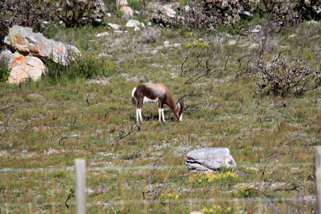 ZuidAfrika_Kaapstad_Kaap_2015_Img0084