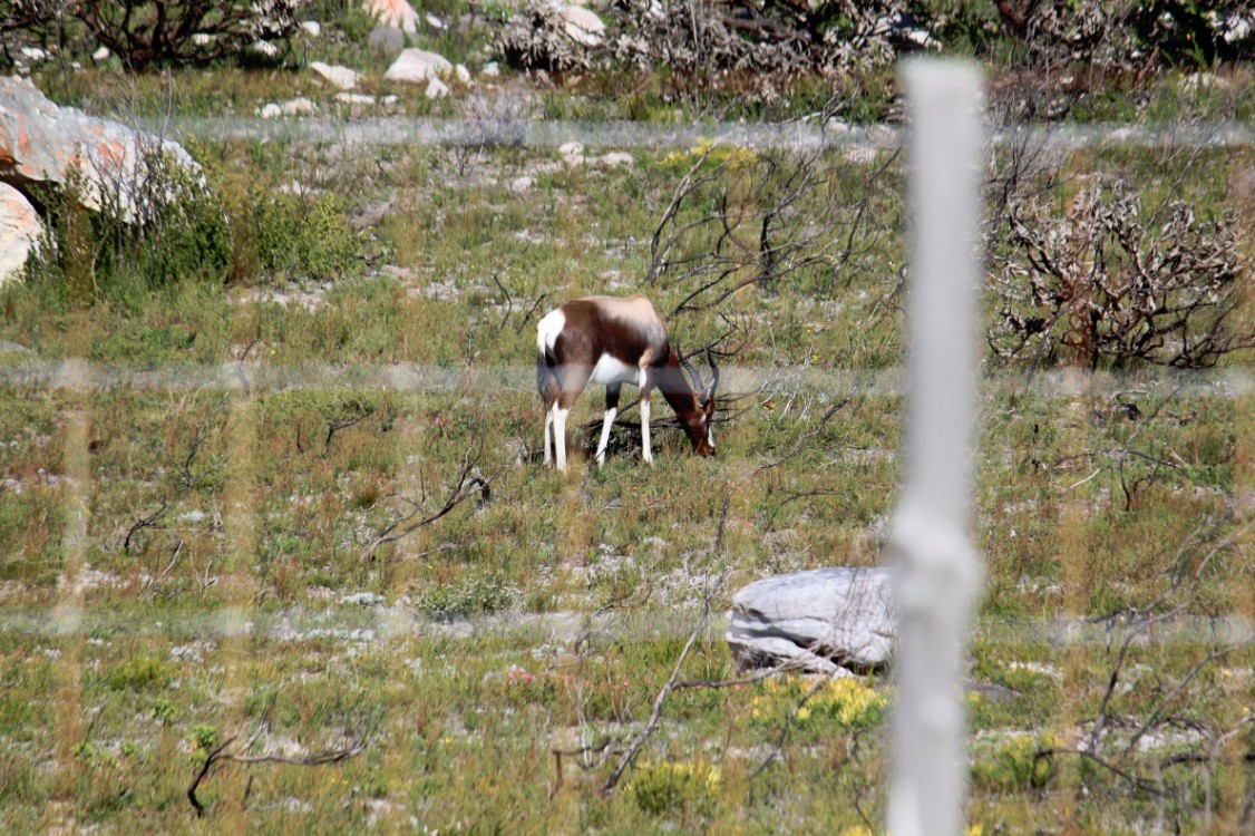 ZuidAfrika_Kaapstad_Kaap_2015_Img0086