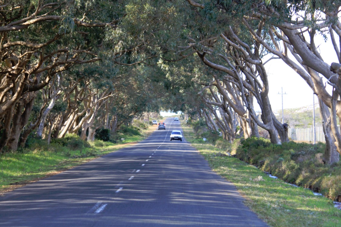 ZuidAfrika_Kaapstad_Kaap_2015_Img0092