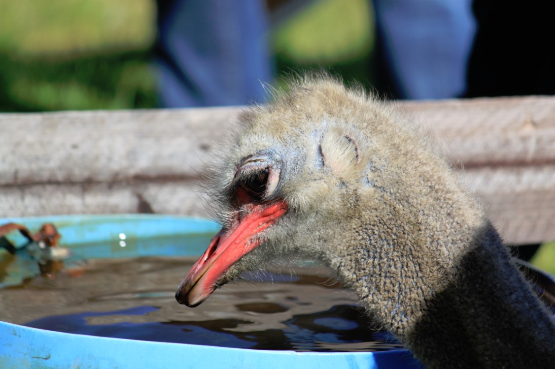 ZuidAfrika_Kaapstad_Kaap_2015_Img0105