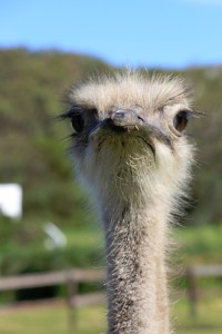 Ostrich