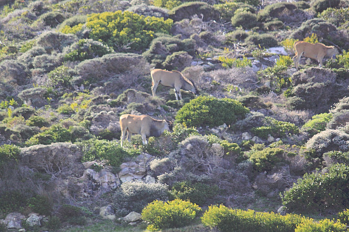 ZuidAfrika_Kaapstad_Kaap_2015_Img0122