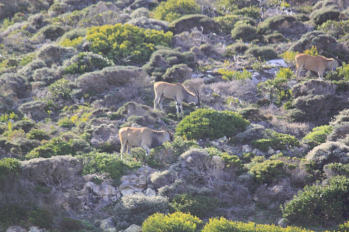 ZuidAfrika_Kaapstad_Kaap_2015_Img0123