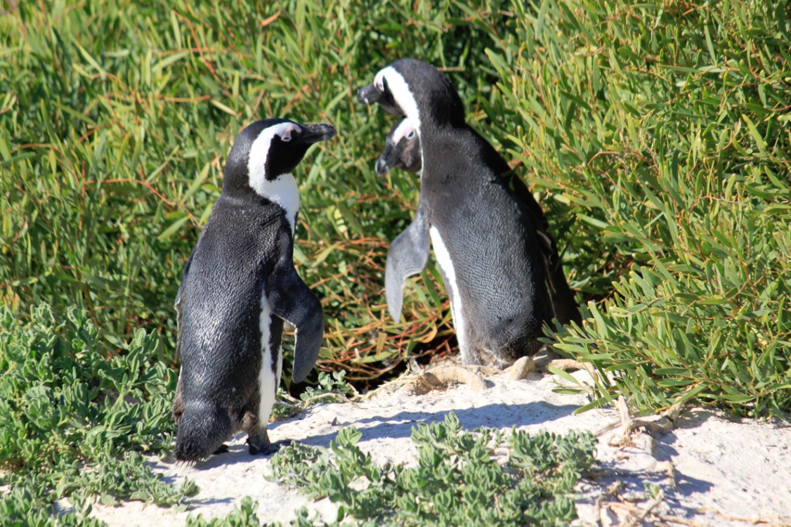 ZuidAfrika_Kaapstad_Kaap_2015_Img0207