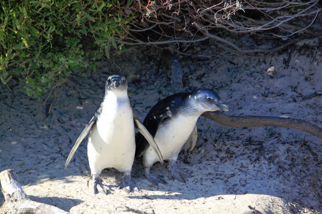 ZuidAfrika_Kaapstad_Kaap_2015_Img0208