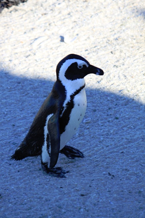 ZuidAfrika_Kaapstad_Kaap_2015_Img0224