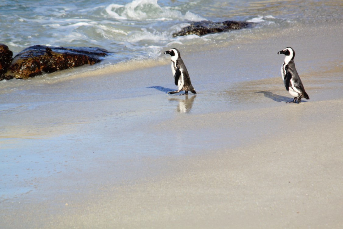 ZuidAfrika_Kaapstad_Kaap_2015_Img0226