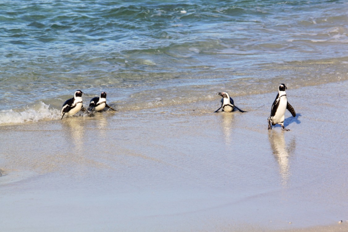 ZuidAfrika_Kaapstad_Kaap_2015_Img0240