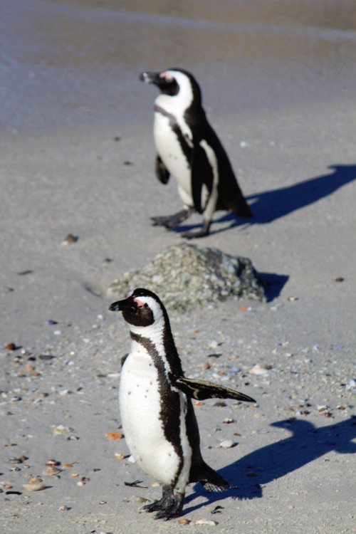 ZuidAfrika_Kaapstad_Kaap_2015_Img0249